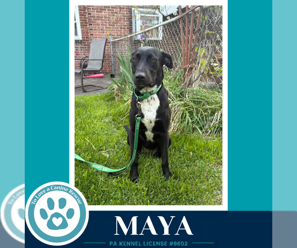 Medium Photo #3 Labrador Retriever-Unknown Mix Puppy For Sale in Kimberton, PA, USA