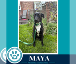 Small #2 Labrador Retriever Mix