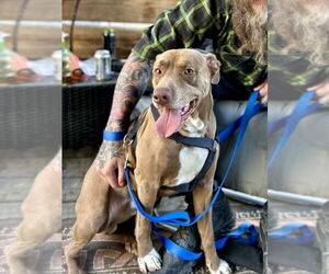 American Pit Bull Terrier-Unknown Mix Dogs for adoption in Brewster, NY, USA