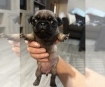 Puppy Lavender Pug