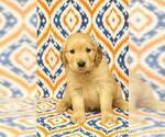 Small Photo #10 Golden Retriever Puppy For Sale in HAVILAND, OH, USA