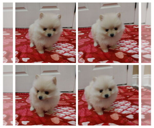 Medium Photo #1 Pomeranian Puppy For Sale in CITRONELLE, AL, USA