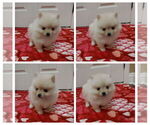 Image preview for Ad Listing. Nickname: Litter of 5