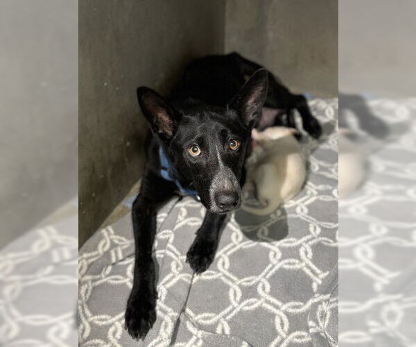 Medium Photo #2 Labrador Retriever-Unknown Mix Puppy For Sale in San Bernardino, CA, USA