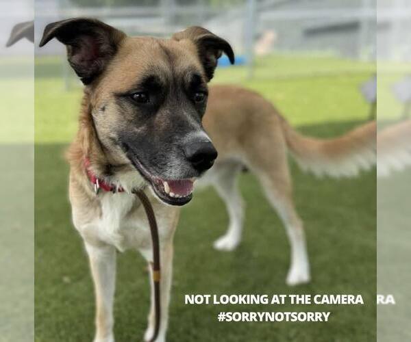 Medium Photo #4 Mutt Puppy For Sale in Shelburne, VT, USA