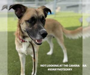 Levi - Male Mutt Dog for Adoption - Photo #4