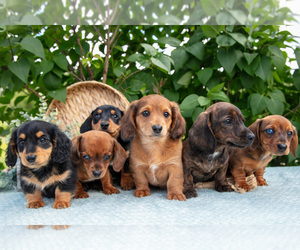 Dachshund Litter for sale in ELIZABETHTOWN, PA, USA