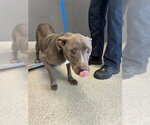 Small American Staffordshire Terrier