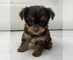 Small Photo #5 Shorkie Tzu Puppy For Sale in SELLERSBURG, IN, USA