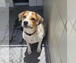 Small #1 German Shepherd Dog Mix