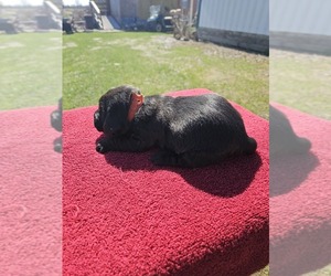 Basset Hound Litter for sale in SCIPIO, IN, USA