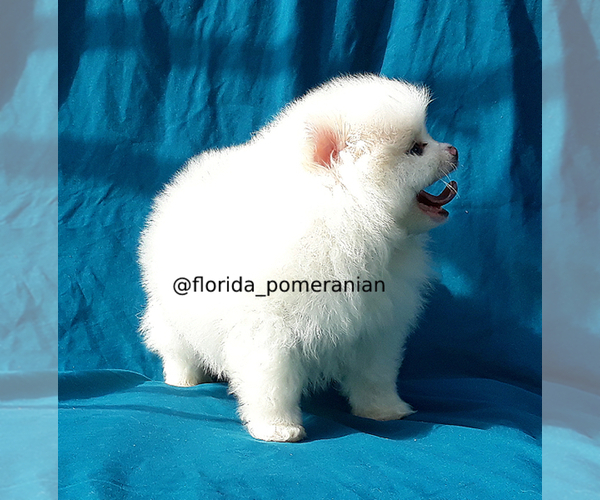 Medium Photo #6 Pomeranian Puppy For Sale in PALM BCH GDNS, FL, USA