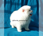 Small Photo #6 Pomeranian Puppy For Sale in PALM BCH GDNS, FL, USA
