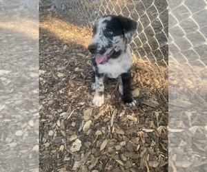 Australian Cattle Dog-Labrador Retriever Mix Dogs for adoption in SONOMA, CA, USA