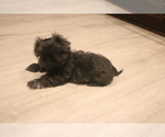 Small #2 Shih Tzu