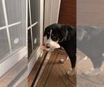 Small #2 Greater Swiss Mountain Dog Mix