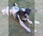 Small Shih Tzu Mix