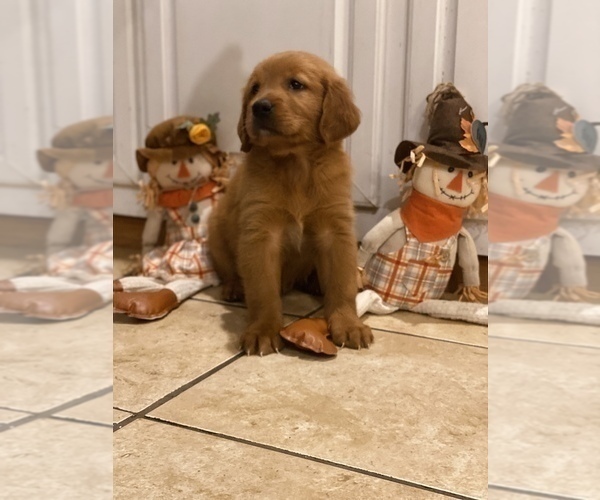 Medium Photo #1 Golden Retriever Puppy For Sale in TULSA, OK, USA