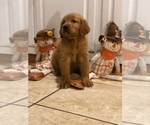 Small Photo #1 Golden Retriever Puppy For Sale in TULSA, OK, USA