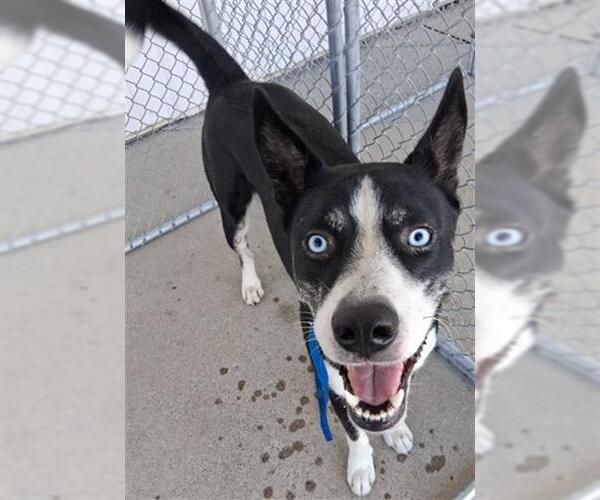 Medium Photo #1 Siberian Husky Puppy For Sale in Bakersfield, CA, USA