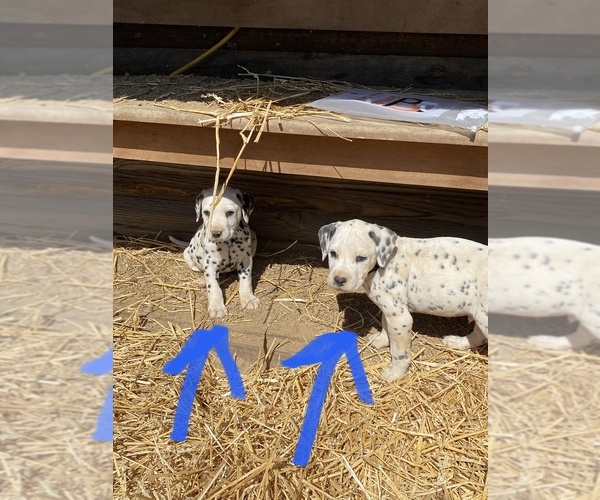 Full screen Photo #9 Dalmatian Puppy For Sale in RICHLAND, IN, USA