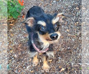 Dachshund-Unknown Mix Dogs for adoption in Temecula, CA, USA