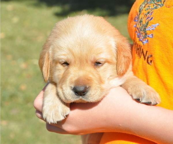 Medium Photo #3 Golden Labrador Puppy For Sale in MARYVILLE, MO, USA