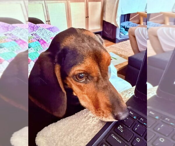 Medium Photo #3 Coonhound-Unknown Mix Puppy For Sale in Germantown, OH, USA
