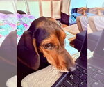 Small #2 Coonhound Mix