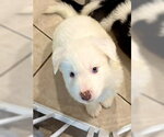 Small #2 Siberian Husky Mix