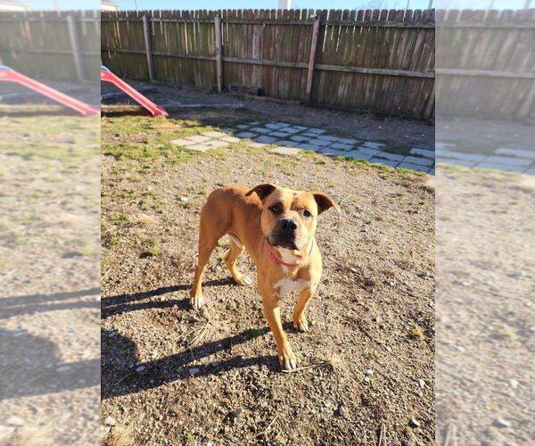 Medium Photo #7 Mutt Puppy For Sale in Evansville, IN, USA