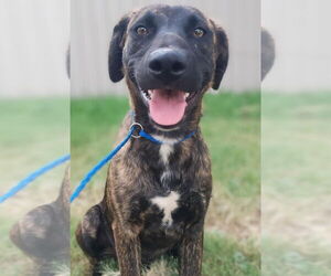 Labrador Retriever-Unknown Mix Dogs for adoption in Omaha, NE, USA