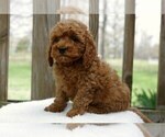 Puppy Pepper Cocker Spaniel-Poodle (Miniature) Mix