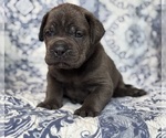 Small #1 Cane Corso