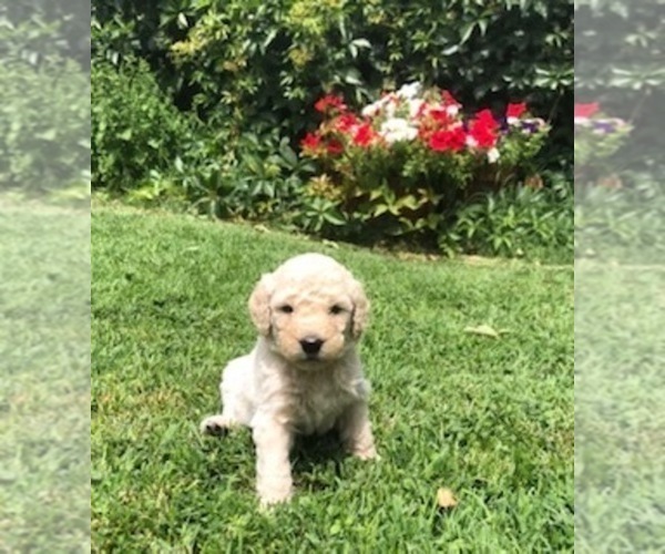Medium Photo #2 Goldendoodle Puppy For Sale in LOVELAND, CO, USA