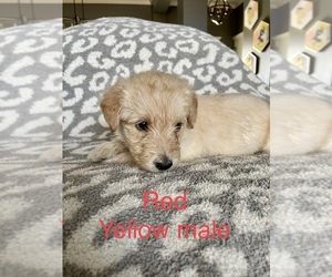 Labradoodle Puppy for Sale in BRYAN, Texas USA