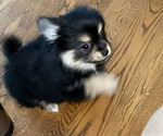 Small Photo #4 Pomeranian Puppy For Sale in COLUMBIA, MO, USA