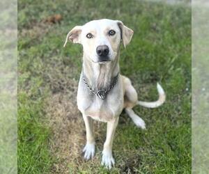 Labrador Retriever Dogs for adoption in Modesto, CA, USA