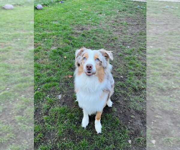 Medium Photo #3 Australian Shepherd Puppy For Sale in Muskegon, MI, USA