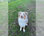 Small #2 Australian Shepherd