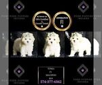 Puppy Tonka F1 Maltipoo