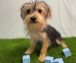 Small #1 Morkie