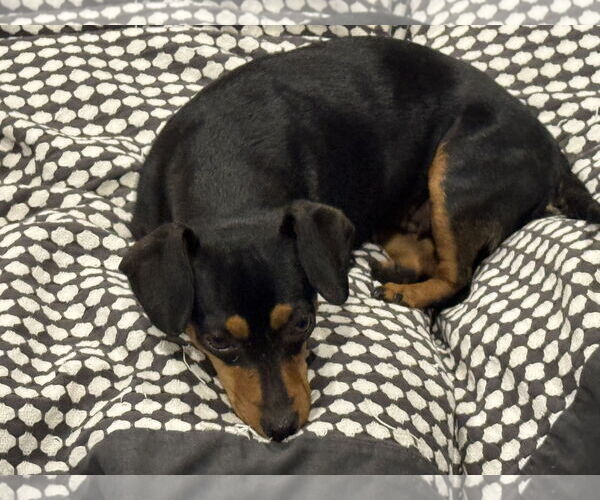 Medium Photo #8 Dachshund-Unknown Mix Puppy For Sale in Williamsburg, NM, USA
