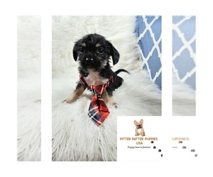 Mal-Shi-Maltipoo Mix Puppy for sale in CARTHAGE, TX, USA