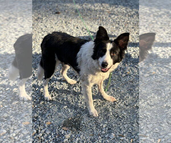 Medium Photo #4 Border Collie Puppy For Sale in Milpitas, CA, USA
