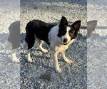 Small #3 Border Collie