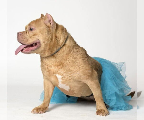 Medium Photo #3 Mutt Puppy For Sale in Hillsboro, NH, USA