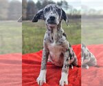 Small Photo #12 Catahoula Leopard Dog-German Shepherd Dog Mix Puppy For Sale in Wakefield, RI, USA