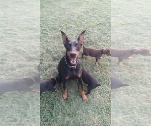 Mother of the Doberman Pinscher puppies born on 06/30/2021