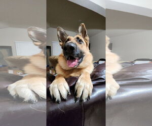 Mia H GDP - Female German Shepherd Dog Dog for Adoption - Photo #3